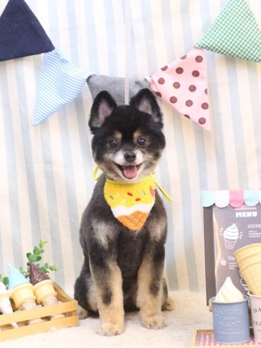 20250524獅子丸くん